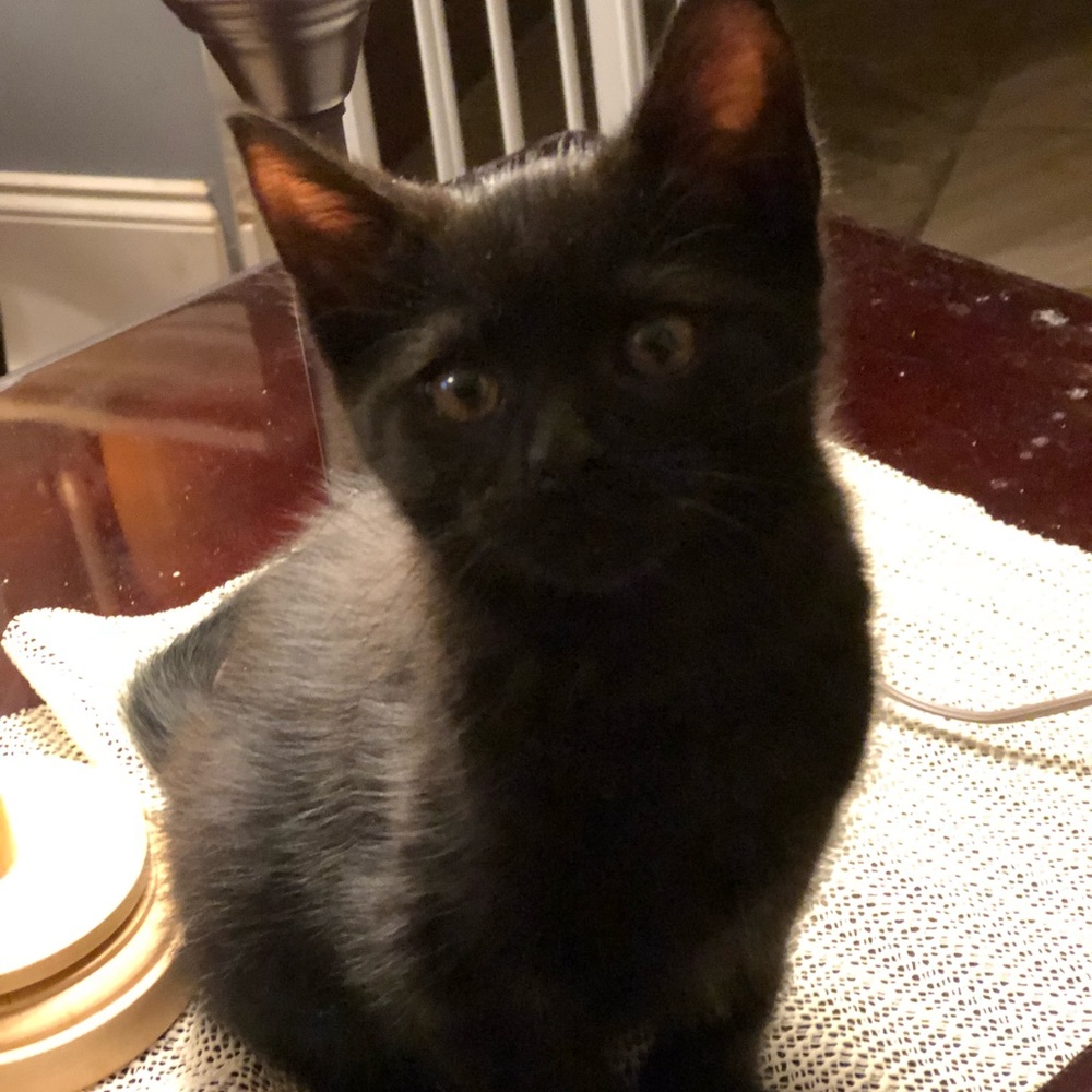 Follow Game - Picture 3 of 6